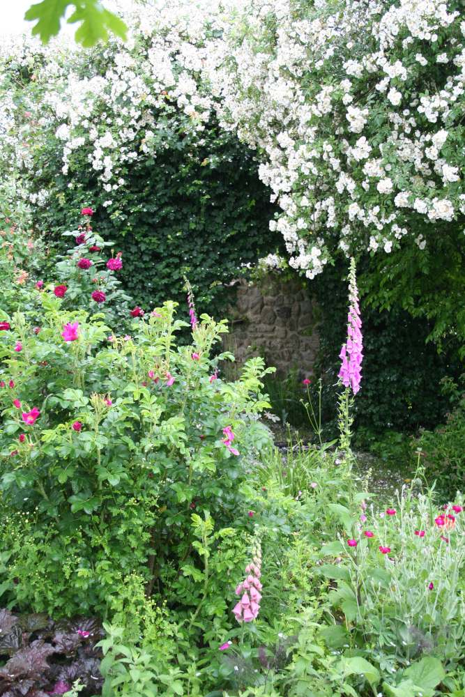jardin-amour-plantes-fleurs jardin amour plantes fleurs