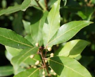 laurus-nobilis-plantation laurus nobilis plantation