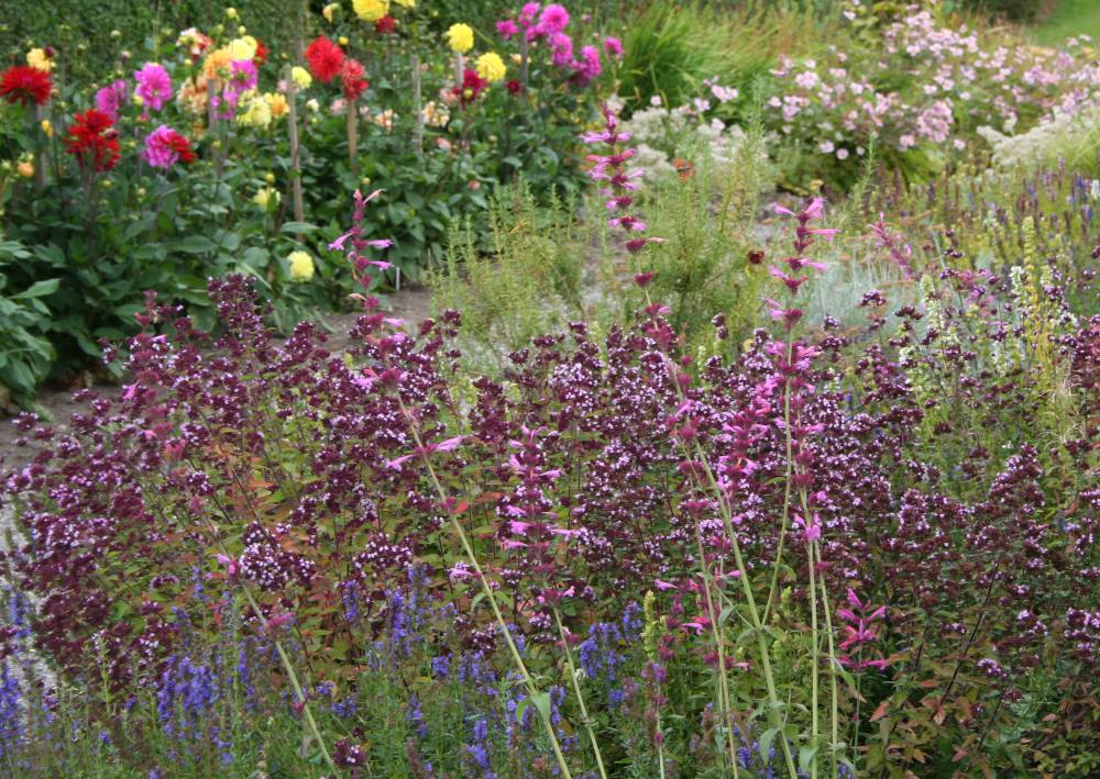 massif-de-plante-aromatique massif-de-plante-aromatique