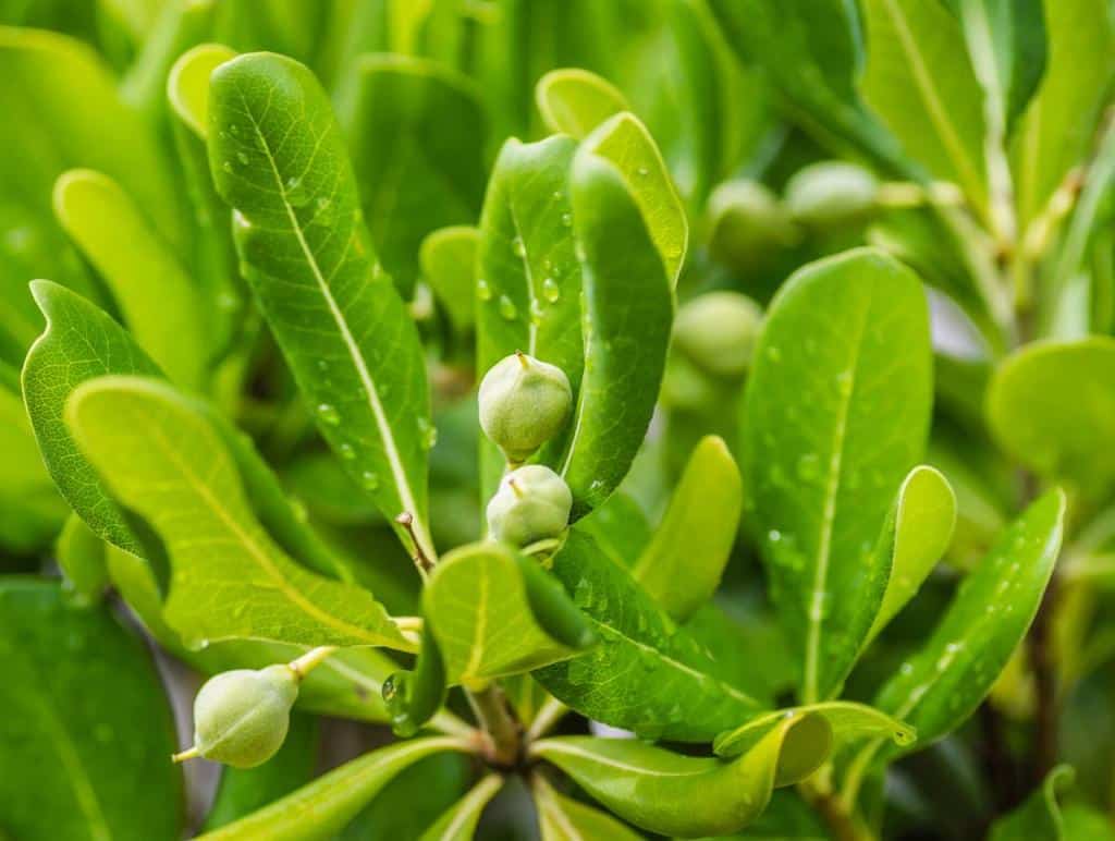 Pittosporum tobira - pottispore du japon