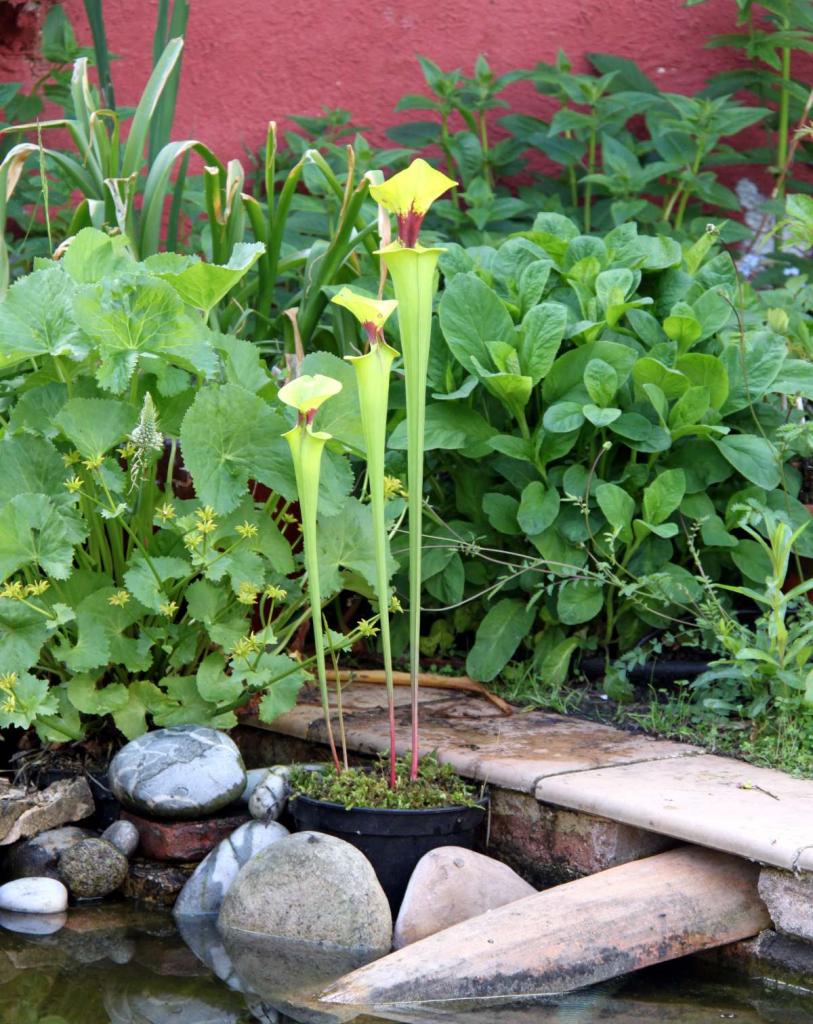 plante-carnivore-exterieur