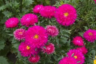 reine-marguerite-Aster-de-Chine reine marguerite - Aster de Chine