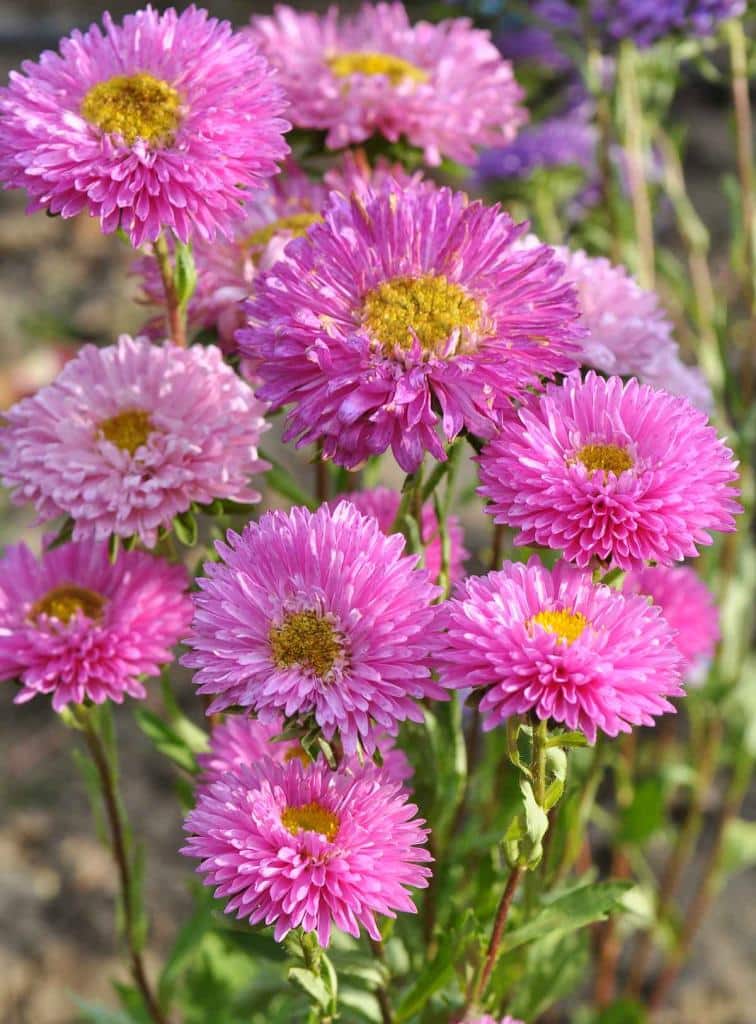 reine-marguerite-Callistephus