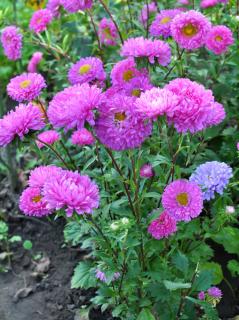 reine-marguerite-Callistephus-chinensis reine marguerite - Callistephus chinensis