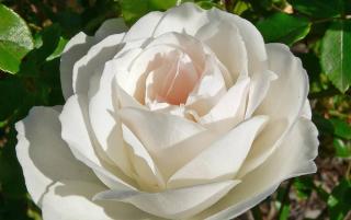 rose-iceberg rose iceberg