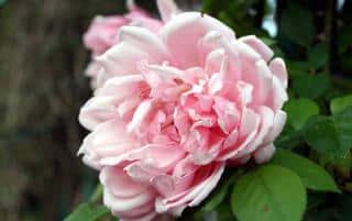 rose-rosier-albertine-emplacement rose rosier albertine emplacement