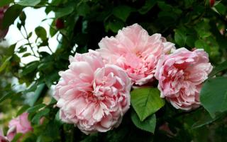 rose-rosier-albertine-entretien rose rosier albertine entretien