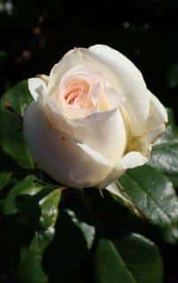 rose-rosier-anastasia-culture-entretien rose rosier anastasia culture entretien