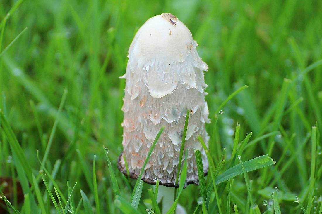 Coprin chevelu - Coprinus comatus