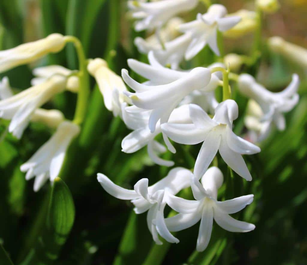 Jacinthe-romaine-blanche-Bellevalia-romana