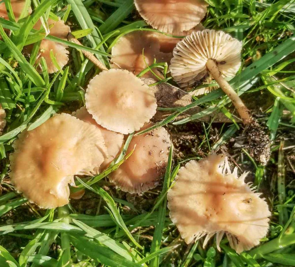 Marasme-des-oreades-Marasmius-oreades-champignon