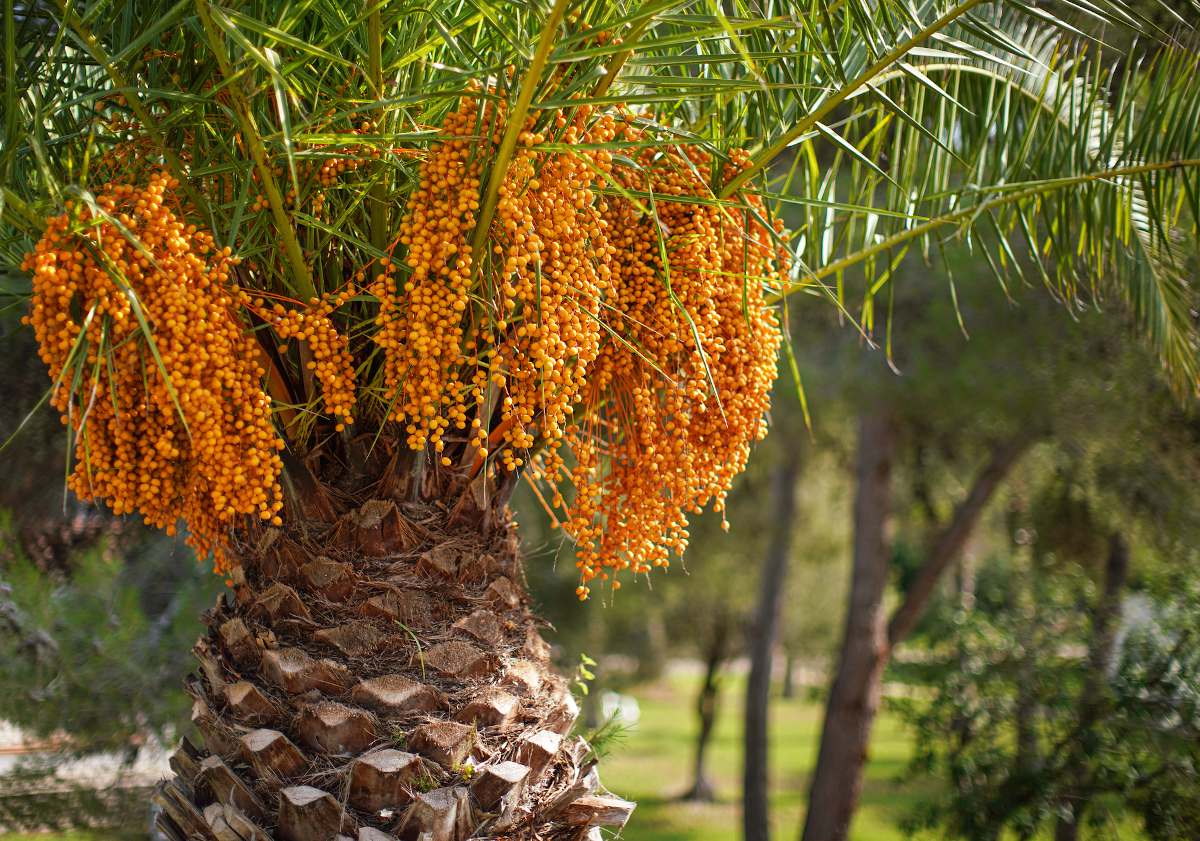 Palmier abricot Butia capitata