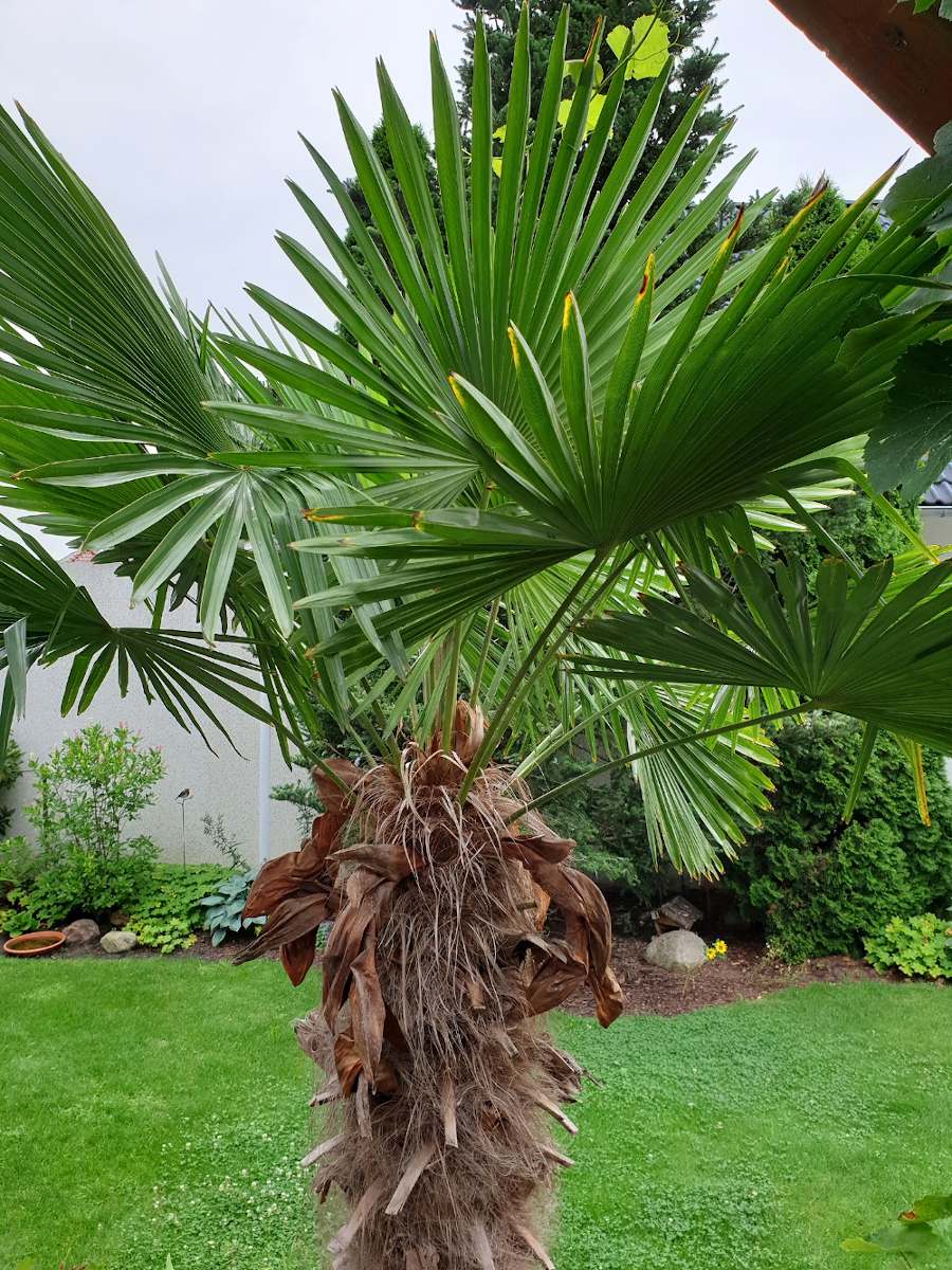 Palmier chanvre Trachycarpus fortunei
