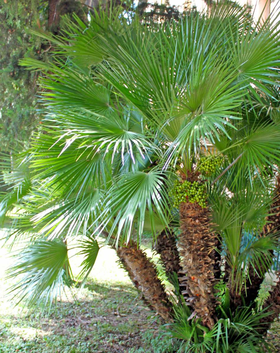 Palmier nain Chamaerops humilis