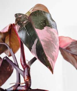 Philodendron-Pink-Princess Philodendron Pink Princess