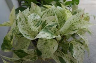 Pothos-Epipremnum-Marble-Queen Pothos Epipremnum Marble Queen