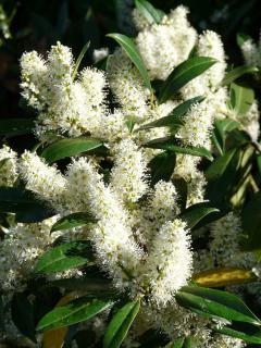Prunus-laurocerasus-en-fleur Prunus laurocerasus en fleur
