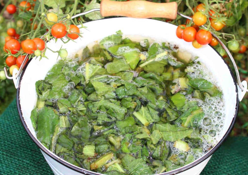 Purin ortie sur les tomate
