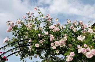Rosa-New-Dawn Rosa 'New Dawn'