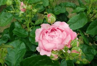 Rosa_Chantal_Merieux Rosa Chantal Merieux