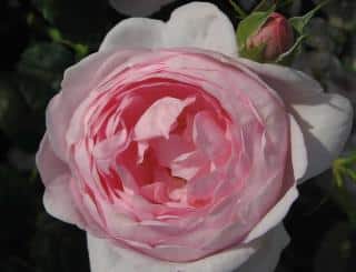 Rosa_Scepterd_Isle-1 Rosa Scepter'd Isle