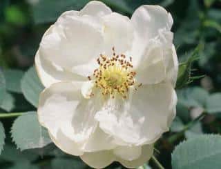 Rosa_Semi-plena-1 Rosa Alba Semi-plena