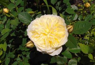 Rosa_The_Pilgrim Rosa The Pilgrim