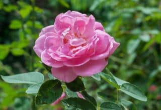 Rosa_centifolia Rosa centifolia