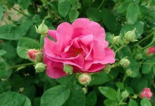 Rosa_gallica_officinalis Rosa gallica officinalis