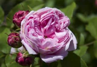 Rose-de-Damas Rose de Damas