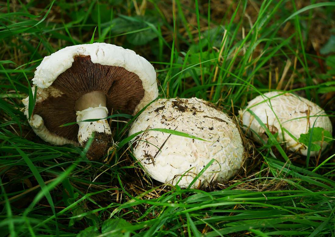 Rose des prés - Agaricus campestris