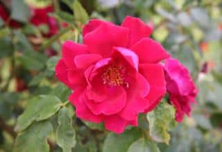 Rose_Red_Parfum Rose Red Parfum