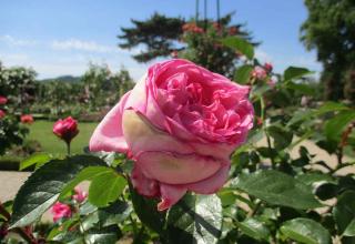 Rose_de_Molinard La Rose de Molinard