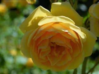 Rosier-Rose-Graham-Thomas Rosier Rose Graham Thomas