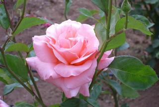 Rosier-Rose-Queen-Elizabeth Rosier Rose Queen Elizabeth