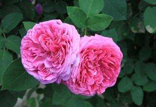 Rosiers-les-plus-parfumes-Rosa_damascena Rosiers les plus parfumés : Rosa damascena