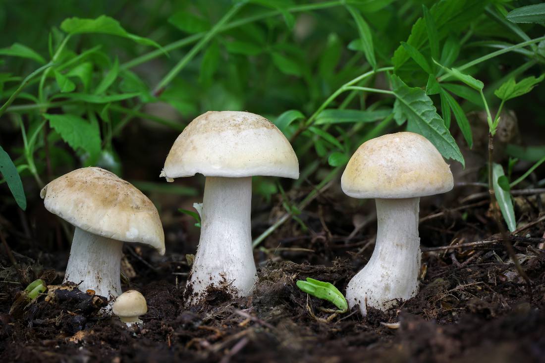 Tricholome de la Saint-Georges - Calocybe gambosa