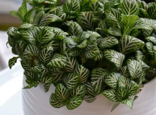 fittonia-feuillage-colore fittonia feuillage coloré