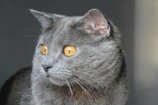 le-chat-chartreux-caracteristiques-physiques Le chat chartreux, ses caractéristiques physiques