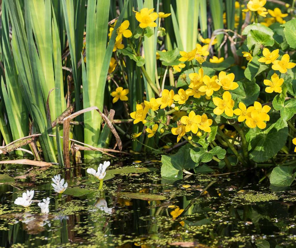 plante-aquatique-qui-fleurissent-au-printemps