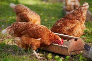 Poules qui ne pondent plus, revoir l'alimentation