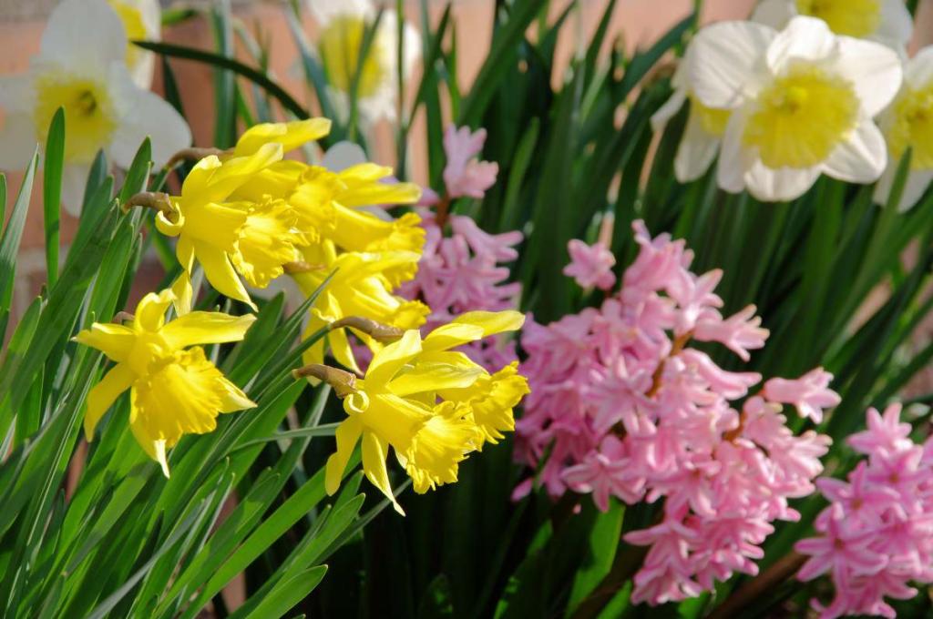 premiere-fleur-de-lannee-a-fleurir-fin-hiver-printemps