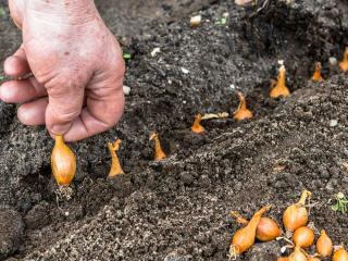 quand-commencer-plantation-oignon-echalote quand commencer plantation oignon echalote
