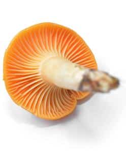reconnaitre-identifier-Hygrophore-des-pres-Cuphophyllus-pratensis-Hygrophorus-pratensis reconnaitre identifier Hygrophore des prés