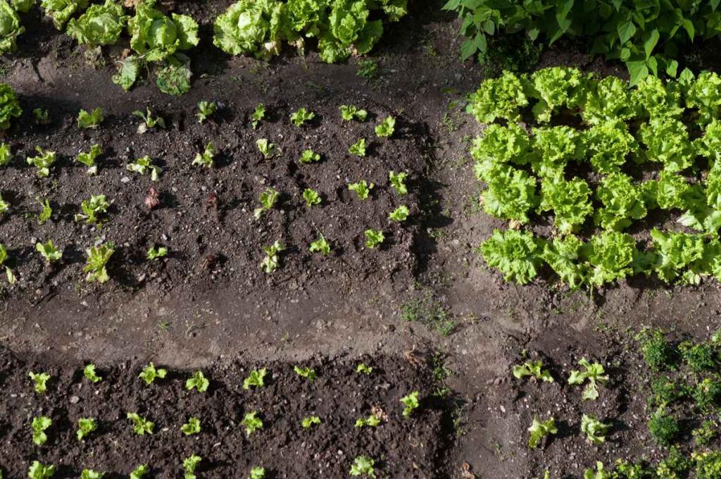 semis-plantation-fin-hiver-printemps