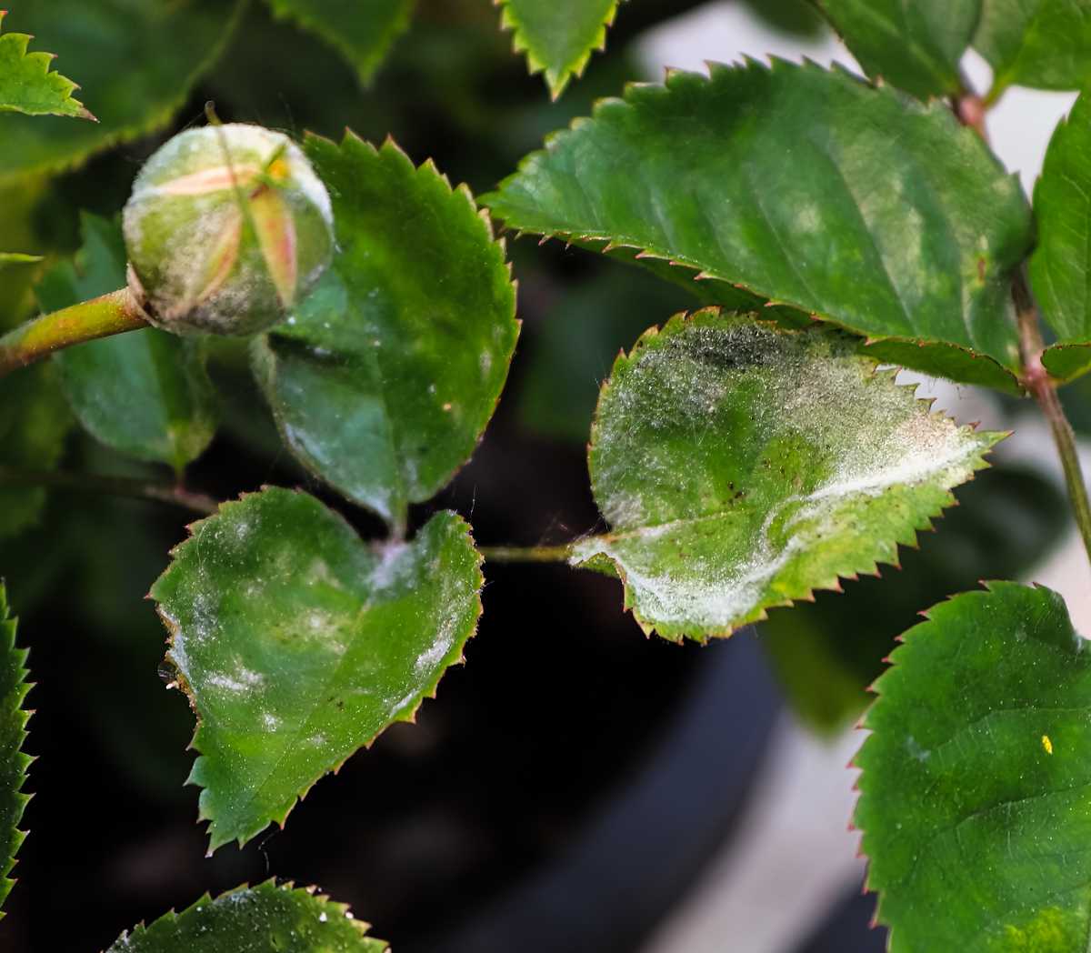 Tache blanche sur feuille de rosier, pellicule blanchâtre d’oïdium