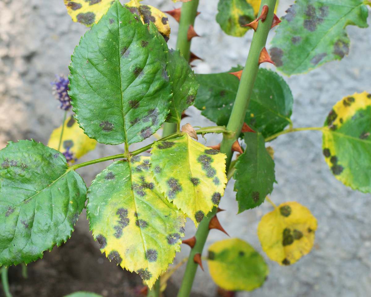 Taches noires sur feuille de rosier dues au marsonia