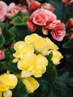 Begonia-tubereux-entretien Begonia tubereux entretien