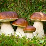 Cèpe de Bordeaux - Boletus edulis