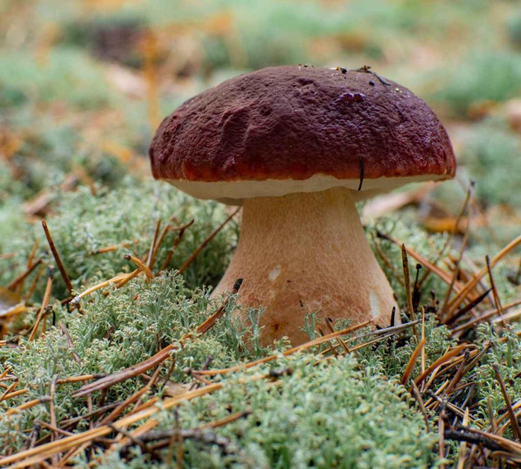 Cepe-des-pins-Boletus-pinophilus